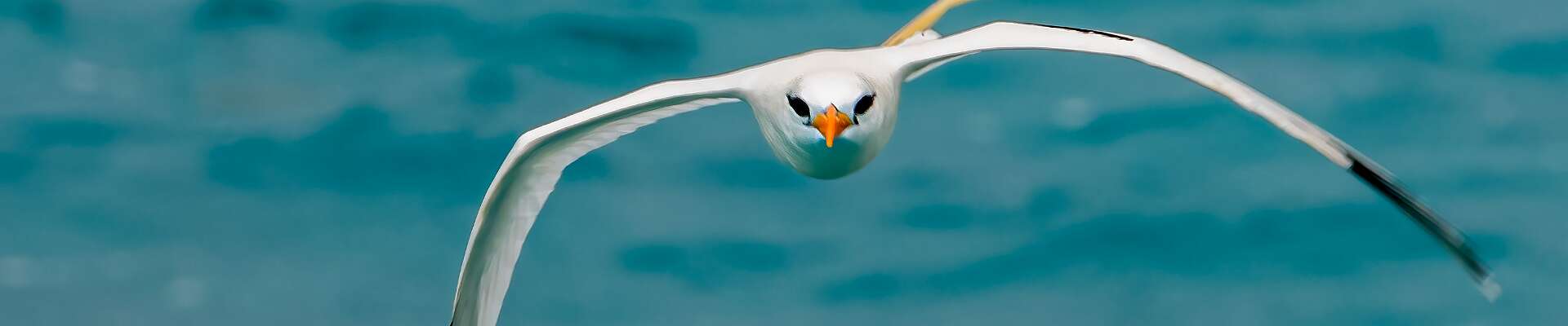 Click to show or hide the buttons