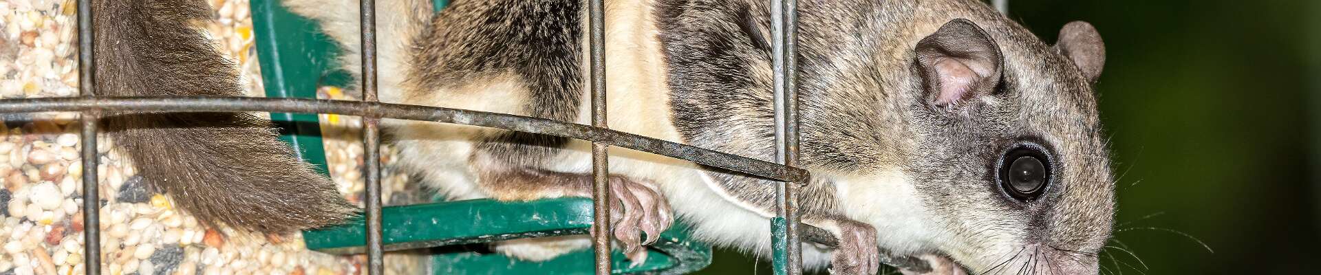 Click to show or hide the buttons