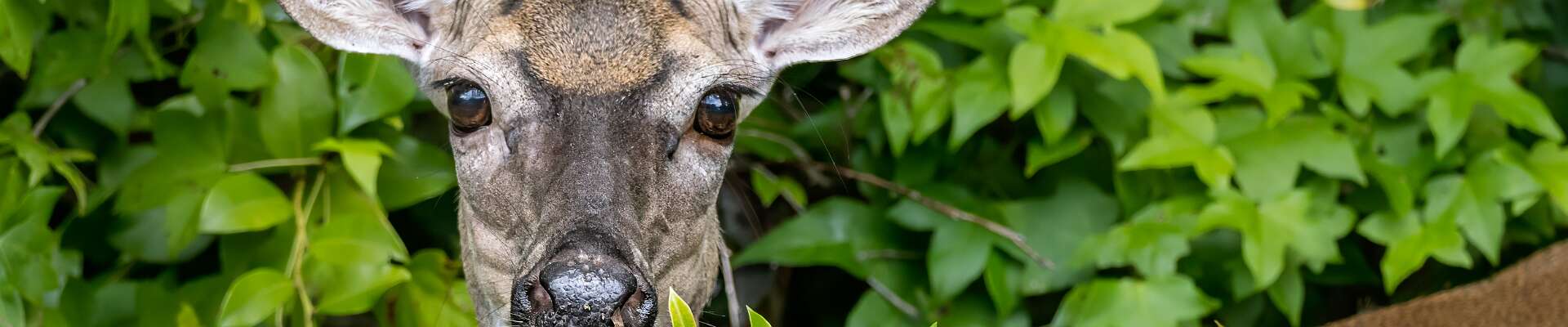 Click to show or hide the buttons