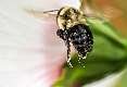 3: 07-12 Pollen Covered Bumble Bee