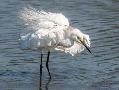 1: Murrells_2025-373