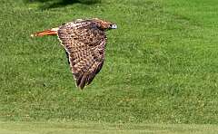 77: 10-01 Red-tailed Hawk At Penn National-2