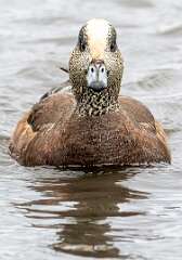 14: Duck - American Widgeon-3