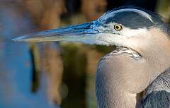 36: Murrells_2025-398