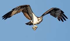 40: Murrells_2025-421