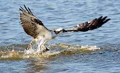 42: Murrells_2025-427