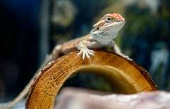 43: 12-26 Bearded Dragons-2