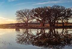 34: Bosque -2026-87