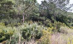 33: 02-28 HBSP Foliage
