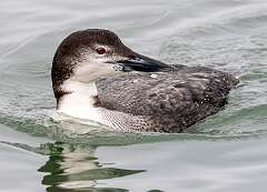 13: Common Loon-2