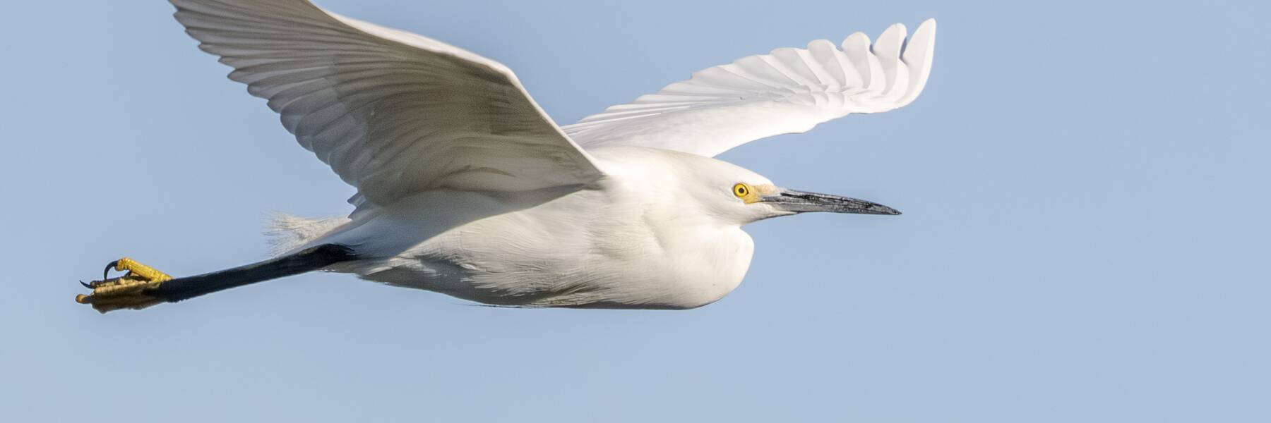 Birds 2026