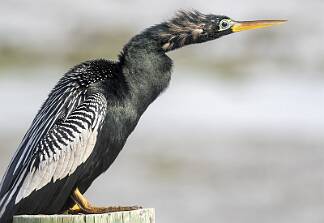 Anhinga-1 null