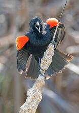 Blackbird - Red-winged-1 null