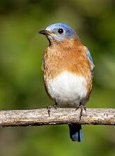 Bluebird - Eastern-1 null