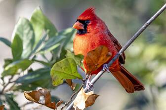 Cardinal - Northern-1 null