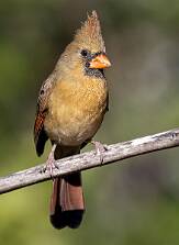 Cardinal - Northern-2 null