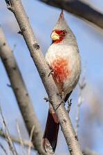 Cardinal - Pyrrhuloxia-1 null