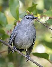 Catbird - Gray-1 null
