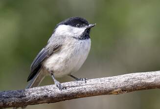 Chickadee - Carolina-1 null