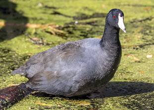 Coot - American-1 null
