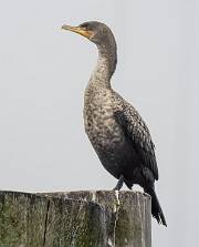 Cormorant - Double-crested-1 null