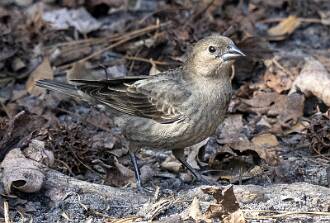 Cowbird - Brown-headed-1 null