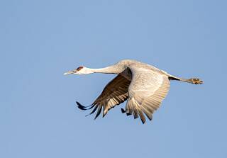 Crane - Sandhill-1 null