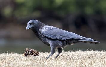 Crow - American-1 null
