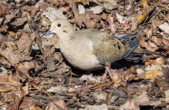 Dove - Mourning-1 null