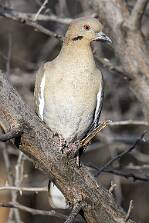 Dove - White-winged-1 null