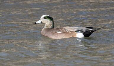 Duck - American Widgeon-1 null