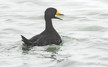 Duck - Black Scoter-1 null