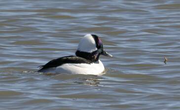 Duck - Bufflehead-1 null