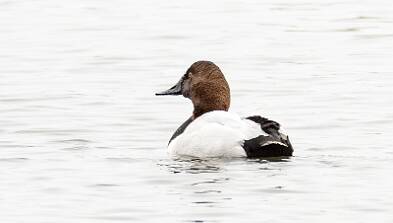 Duck - Canvasback-1 null