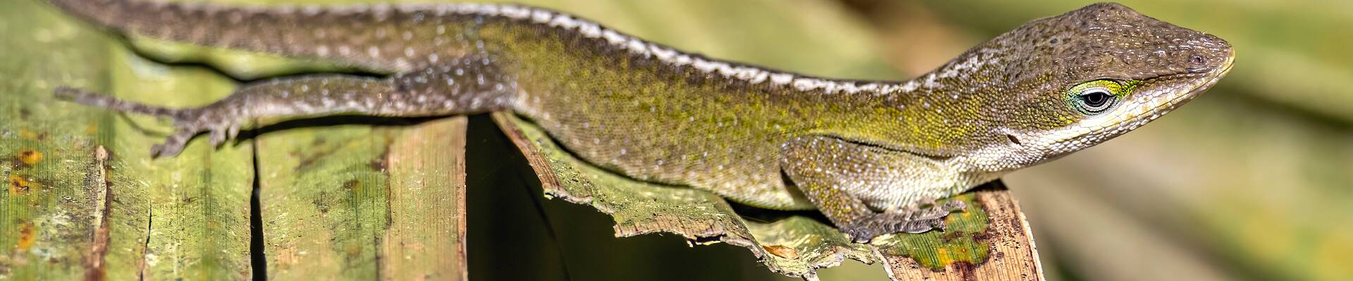 Click to show or hide the buttons