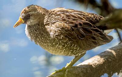 31: Murrells_2025-153