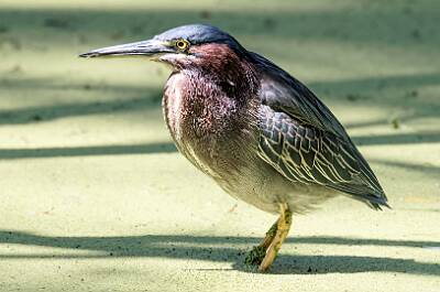 32: Murrells_2025-154