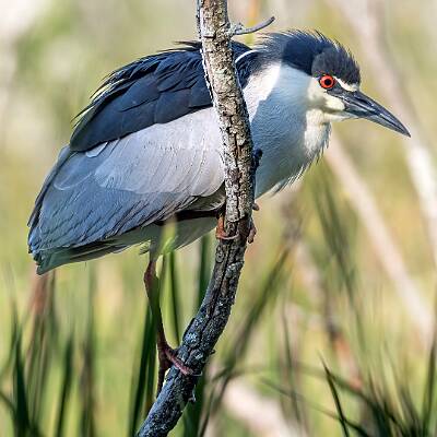 33: Murrells_2025-155