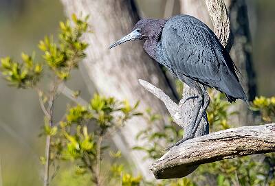 36: Murrells_2025-158