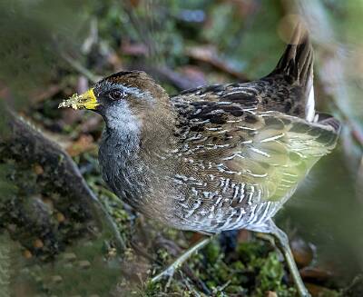 38: Murrells_2025-160