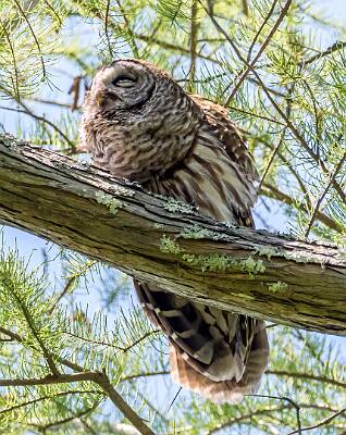 16: Murrells_2025-181