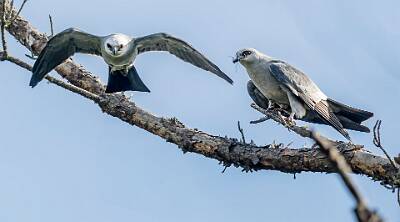 26: Murrells_2025-191