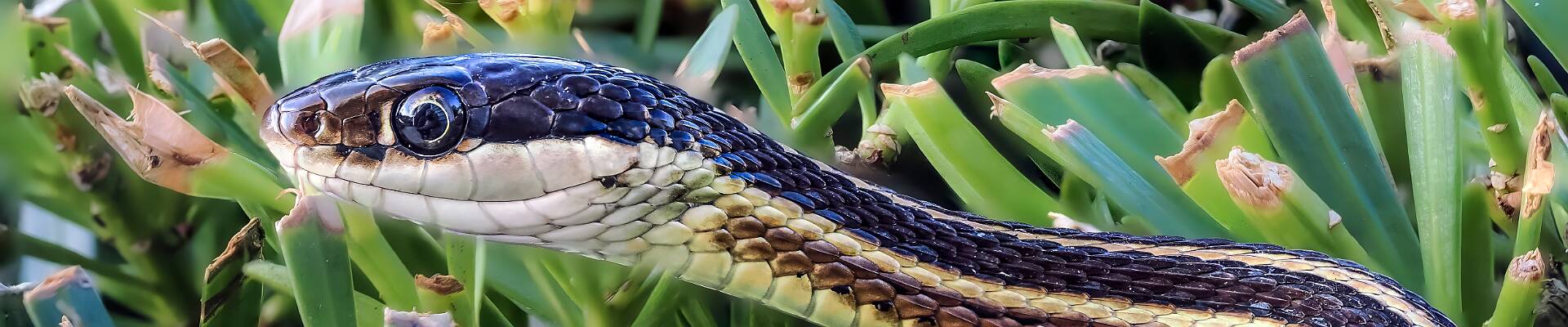 Click to show or hide the buttons