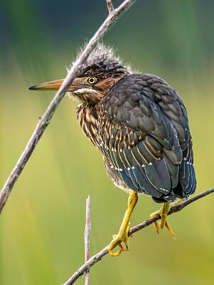 6: Murrells_2025-194