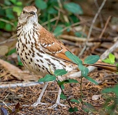 8: Murrells_2025-196