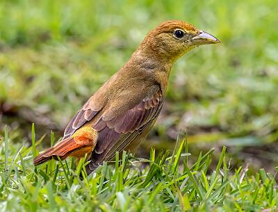 9: Murrells_2025-197