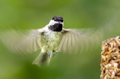 10: Murrells_2025-198