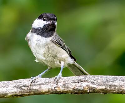 11: Murrells_2025-199