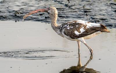 14: Murrells_2025-202