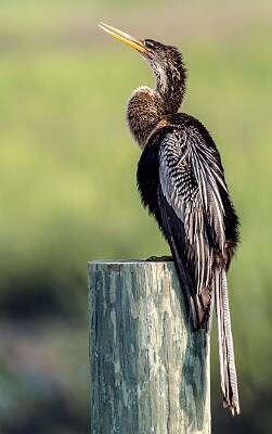 15: Murrells_2025-203